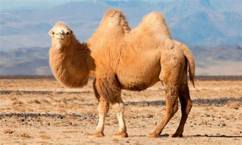 Camello Características Qué Come Dónde Vive Cómo Nace 2022