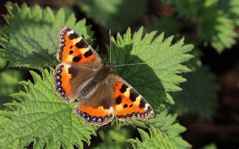 Sir David Attenborough Even Common British Butterflies Are Now Dying Out