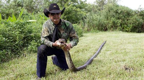 16 Foot Python Captured In The Everglades Miami Herald