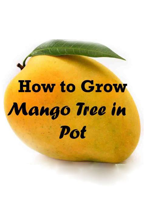 Growing Mango Tree In A Pot Containergardening