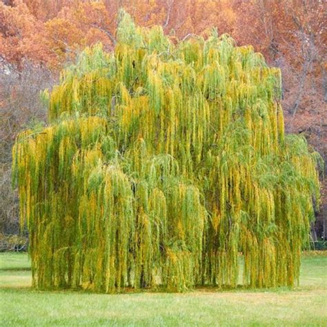 Babylonian Weeping Willow Tree Stark Bros