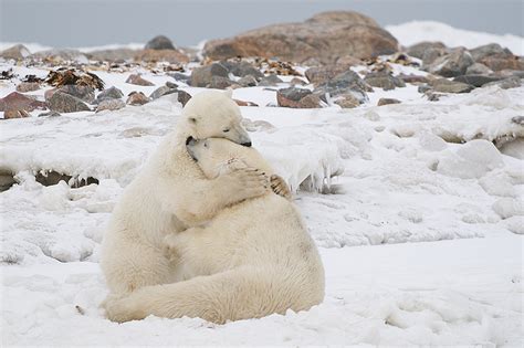 Polar Bears Hugging Sean Crane Photography