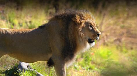 African Safari Lion