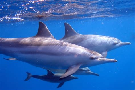 Do Sharks Eat Dolphins American Oceans