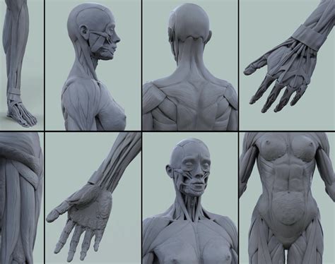 Female Anatomy Kit By Mahdi Khouei 3dtotal Learn Create Share