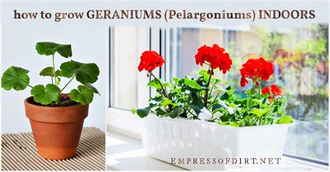 How To Grow Geraniums Indoors As Houseplants