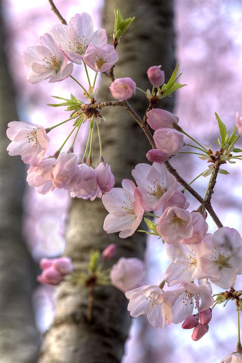 Japanese Cherry Blossom Pictures Serrulata Prunus Pikist Bodemawasuma
