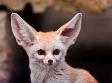 Brown fennec fox, fennec, animals HD wallpaper | Wallpaper Flare
