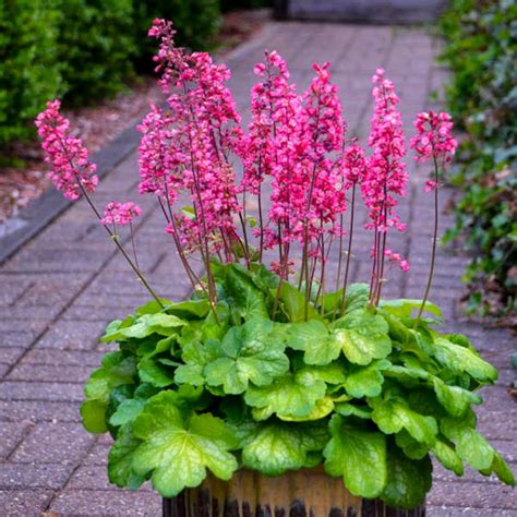 Heuchera Timeless Glow Coral Bells 3 Well Rooted Starter Plants In 1 Qt