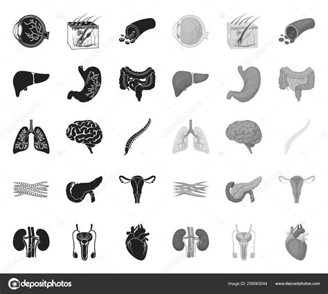 Internal Organs Of A Human Blackmono Icons In Set Collection For