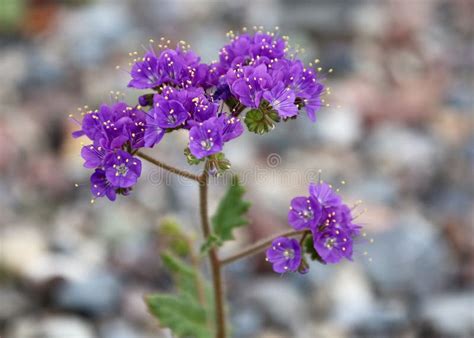 Purple Desert Flower Closeup Stock Image Image Of Bloom Spring 2345135