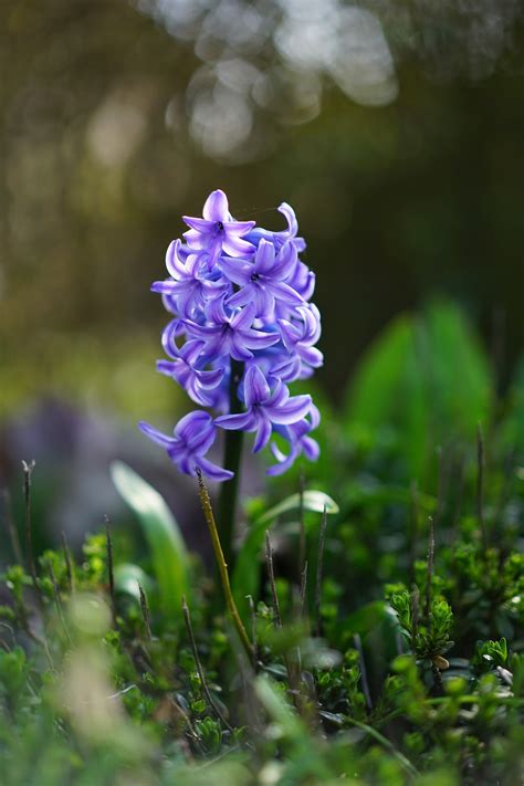 Save your favorite colors, photos, and past orders all in one place. Hyacinthus (Hyacinth) | A to Z Flowers