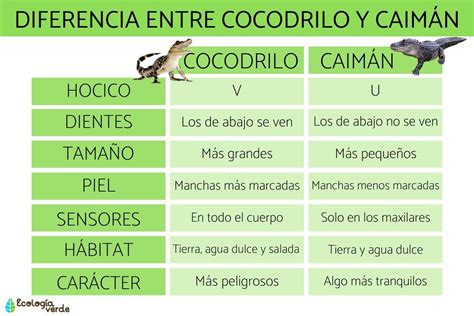 Diferencia Entre Cocodrilo Y CaimÁn Características Y Fotos