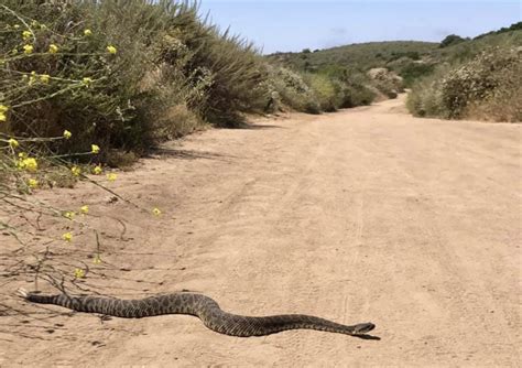 How To Stay Safe During Snake Season In Santa Clarita No Bugs