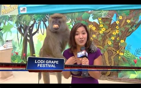 This Very Intense Looking Baboon Decided To Grab A Reporters Boob