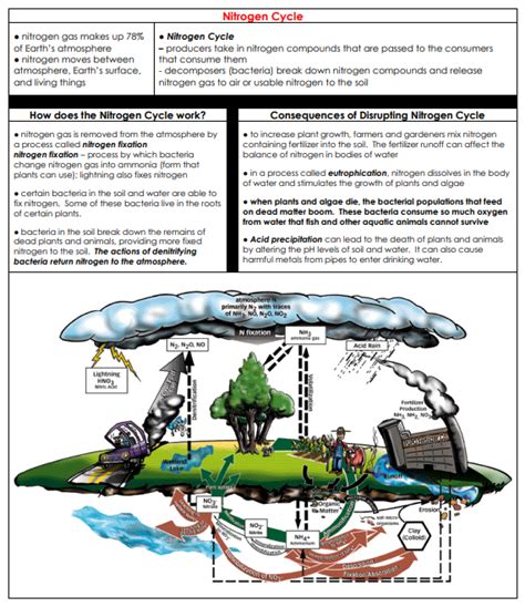 Biology staar study guide by staar biology | teachers pay end of course strategy utilize this template with the texas assessment review & practice biology reference which can be seen by. Ecology - LPHS BIOLOGY STAAR REVIEW