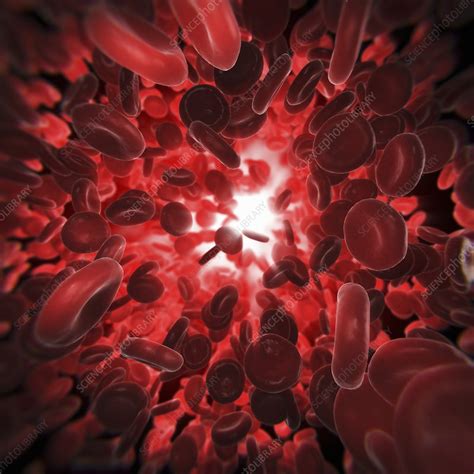Red Blood Cells Artwork Stock Image C0204192 Science Photo Library