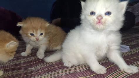 Baby Persian Kitten Youtube