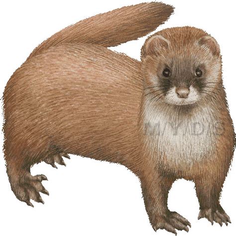 Weasel Clipart Download Weasel Clipart For Free 2019