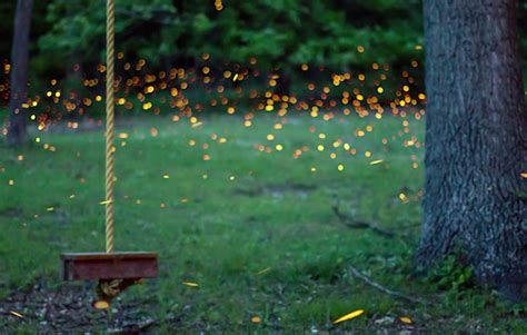 Vincent Brady Pulled Out All The Stops To Create This Magical Firefly