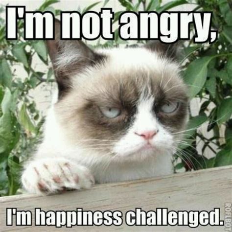 1000 Images About Grumpy Cat On Pinterest Grumpy Cat Grumpy Cat