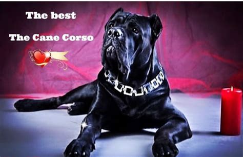 16 Funny Memes With Cane Corso Page 6 Of 6 Pet Reader