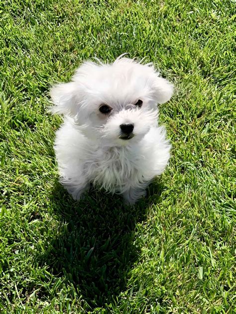 Purebred Maltese Puppies | Petclassifieds.com