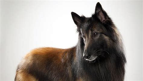 Belgian Tervuren Dog Breed Selector Animal Planet Dog Breeds Dog