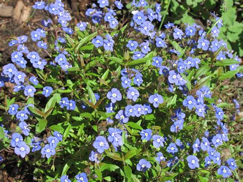 Names For ‘georgia Blue Flowery Prose