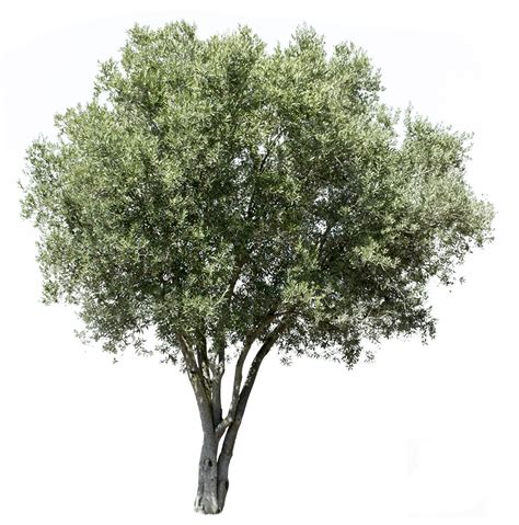 Olive Tree Png Png Image Collection