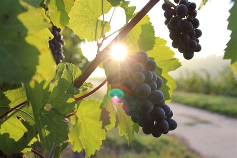 Hd Wallpaper Close Up Photo Of Grapes Vine Sunlight Vineyard Wine