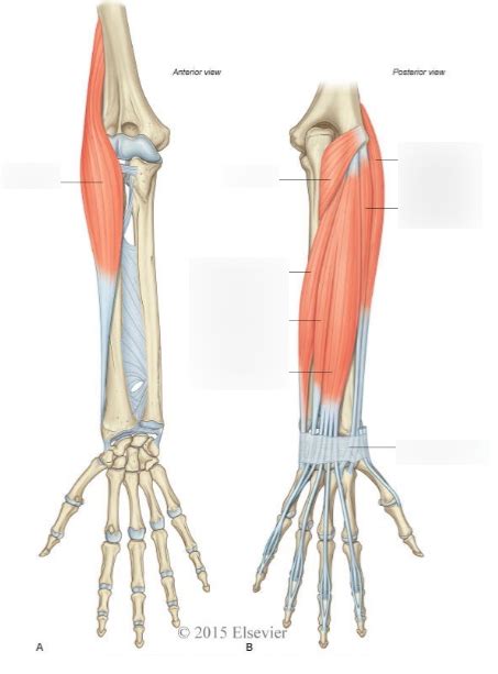 Human Posterior Forearm Superficial Muscles Diagram Quizlet