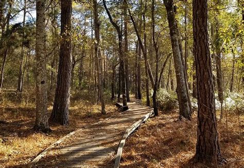 Sam Houston National Forest Camping Sites For A Weekend Getaway