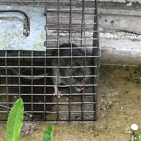 Giant Rats Invade Homes After Makeshift Dump Set Up Next Door Wales