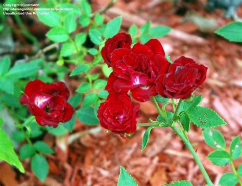 Plantfiles Pictures Miniature Climbing Rose Red Cascade Rosa By