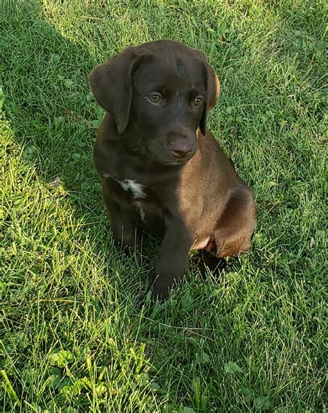 Akc german shorthair puppies for sale. GERMAN SHORT HAIR POINTER &POINTING LAB MIX