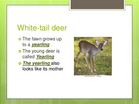Deer Life Cycle