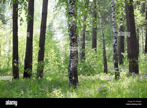 Summer Edge Of The Forest Hi Res Stock Photography And Images Alamy