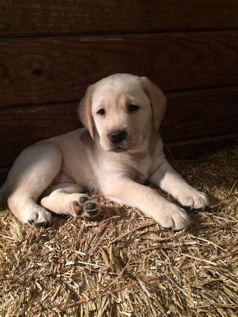 Advertise a pet for free. Yellow Labrador Puppies For Sale in Maryland | Pure Bred ...