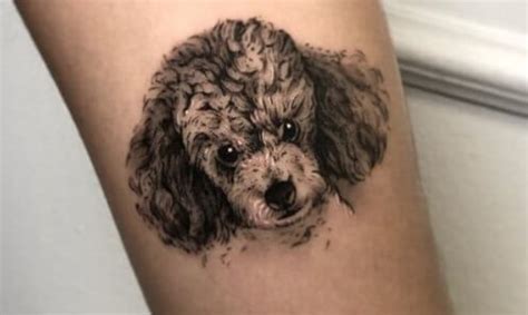 10 Inspirational Tattoo Designs For Poodle Lovers អ្នកអានសត្វចិញ្ចឹម