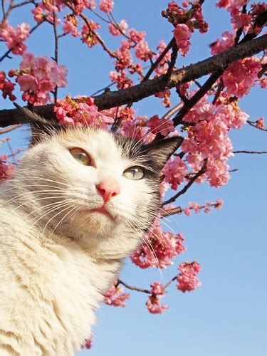 Sakura Cat At Last The Sakura Cat Season Has Begunv Flickr