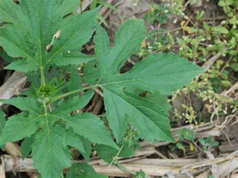 How To Manage And Control Ragweed In Corn And Soybeans