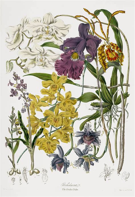 Elizabeth Twining Natural Order Of Plants 1849 Botanical Painting