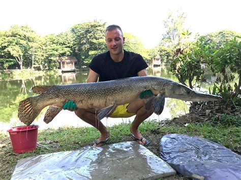 Alligator Gar Atractosteus Spatula Dreamlake Fishing Chiang Mai