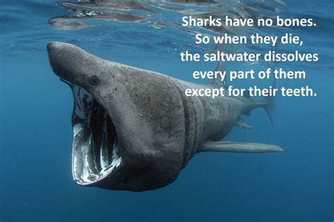 28 Interesting Shark Facts That Will Surprise And Amaze