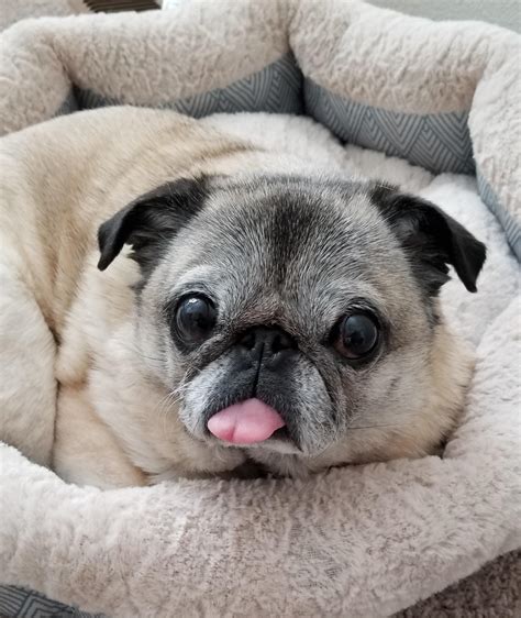 The Sleepier She Gets The Farther Her Tongue Sticks Out P Rpugs