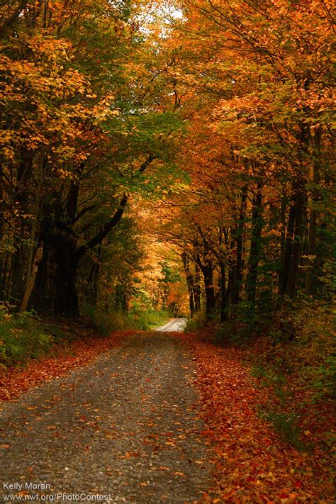 Why Leaves Fall From Trees In Autumn The National Wildlife Federation