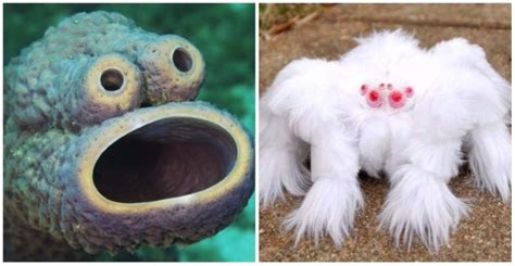 14 Weird And Wonderful Creatures That Actually Exist