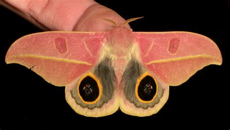 Saturniid Moth Leucanella Flammans More Beauties From Ecu Flickr