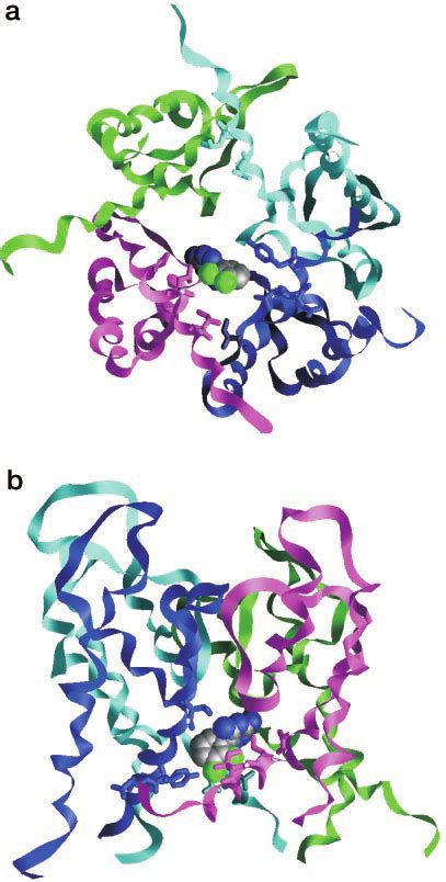 Schematic Diagram Showing Different States Of The Sodium Channel And